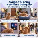 Cuatro situaciones cotidianas: quedarse solo, sentir miedo, ruidos fuertes y visitas en casa.