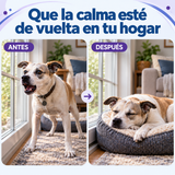 Representación ilustrativa del mismo perro junto a la ventana, antes inquieto y después descansando.